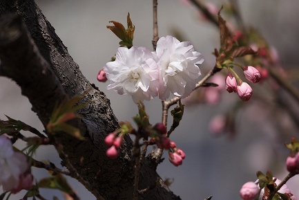 遺伝学研・桜-11