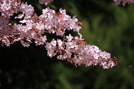 遺伝学研・桜-12