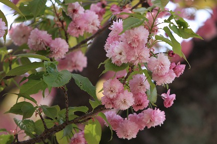 遺伝学研・桜-13