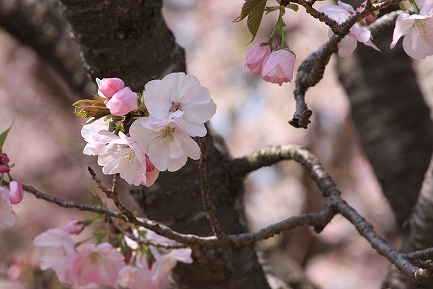 遺伝学研・桜-14
