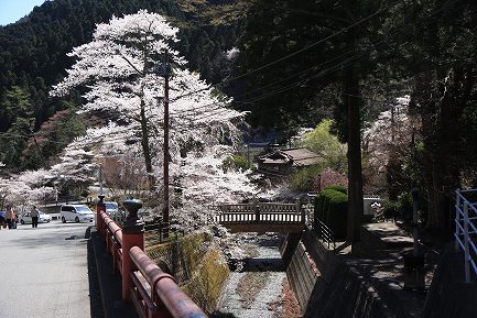 身延山下り-1