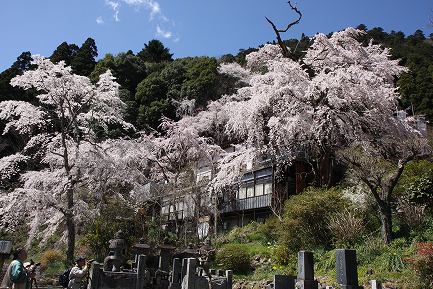 西谷のしだれ桜-1