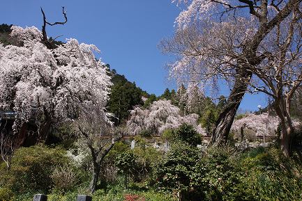 西谷のしだれ桜-2