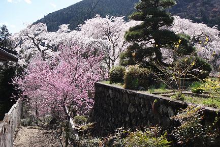 西谷のしだれ桜-3