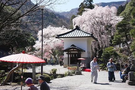 西谷のしだれ桜-4