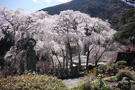西谷のしだれ桜-5