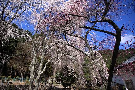 西谷のしだれ桜-6