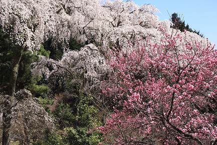 西谷のしだれ桜-7