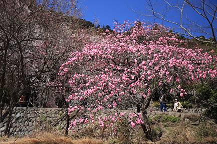 西谷のしだれ桜-8