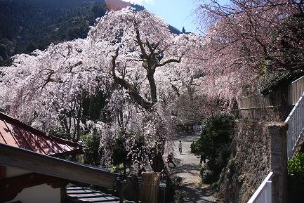 西谷のしだれ桜-9