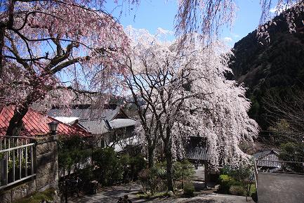 西谷のしだれ桜-10