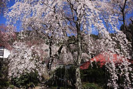 西谷のしだれ桜-11