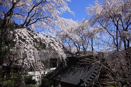 西谷のしだれ桜-12