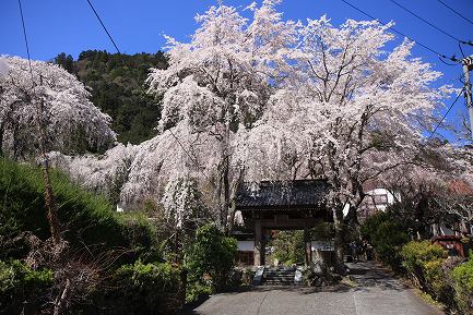 西谷のしだれ桜-14