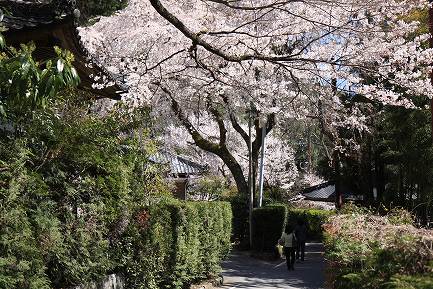 西谷のしだれ桜-15
