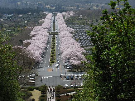 桜並木
