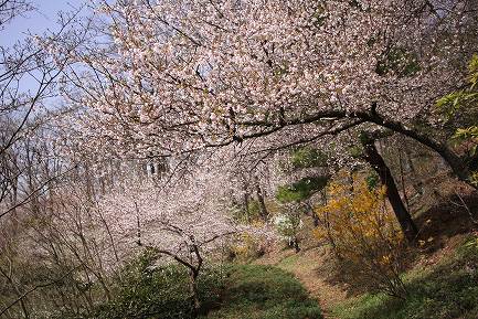 山桜