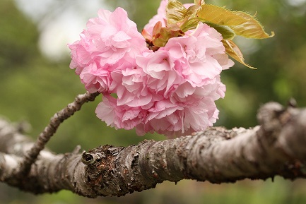 八重桜