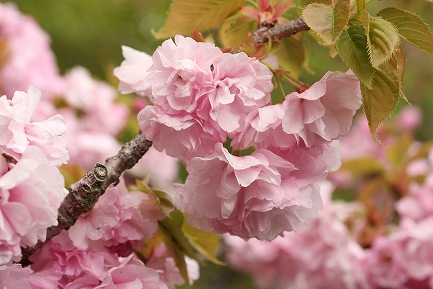 八重桜