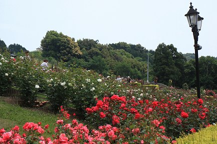 ばらの丘公園-4