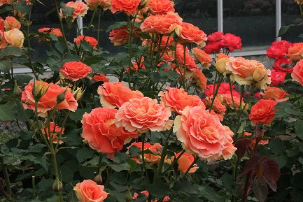 ばらの丘公園-8