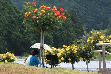 ばらの丘公園-12