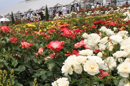 ばらの丘公園-7