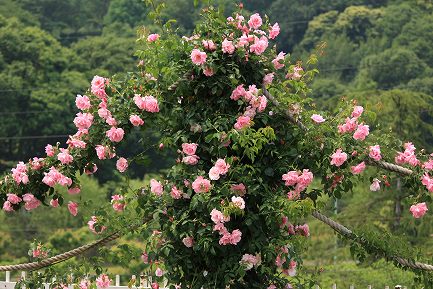 ばらの丘公園-14