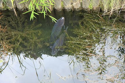 堀川-4