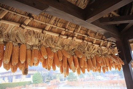 忍野八海-6