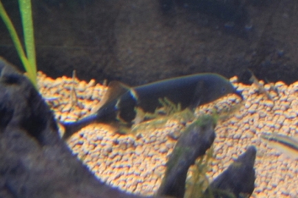 アフリカ水族館-4