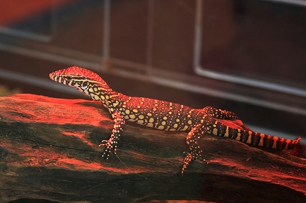アフリカ水族館-6