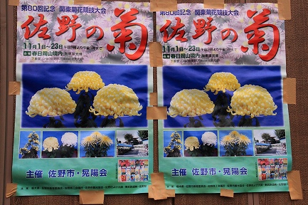 菊花展-1