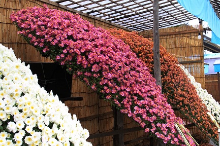 菊花展-2