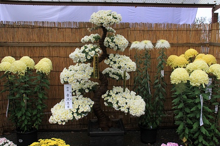 菊花展-3