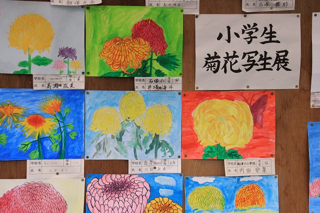 菊花展-8