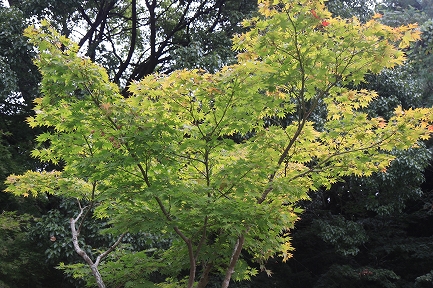 泉山の紅葉-1
