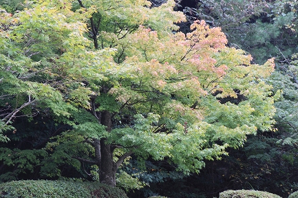 泉山の紅葉-2