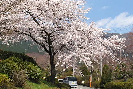 冨士霊園-7