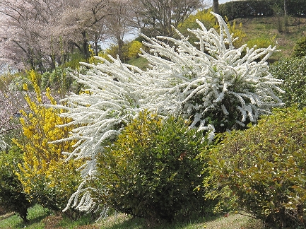 冨士霊園-8