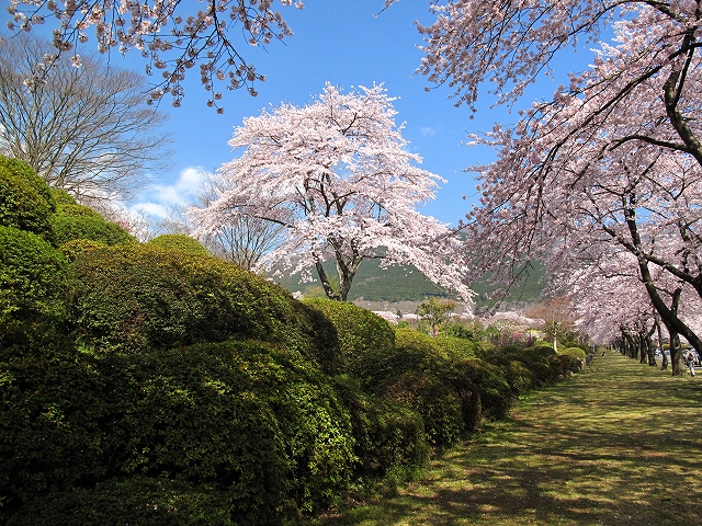 冨士霊園-2