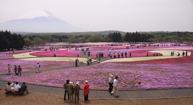 富士芝桜まつり-1