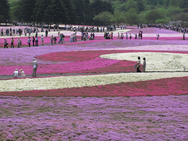 富士芝桜まつり-3