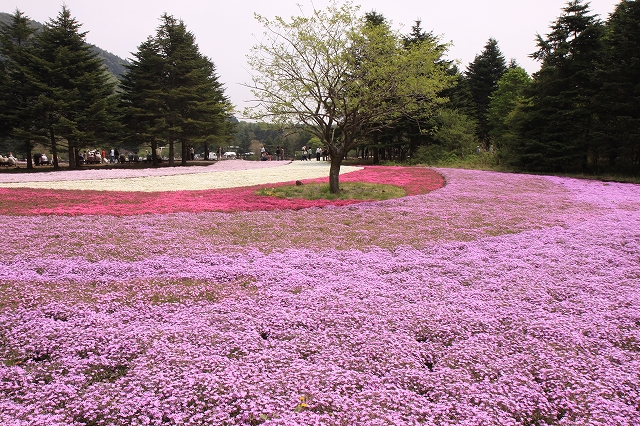 富士芝桜まつり-4