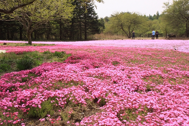 富士芝桜まつり-5