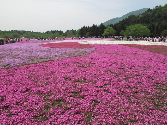 富士芝桜まつり-6