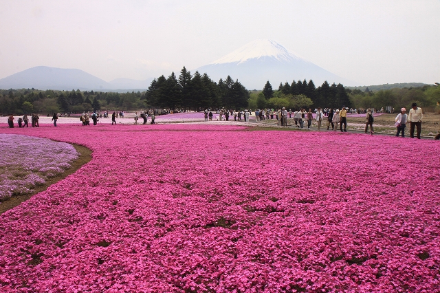 富士芝桜まつり-8