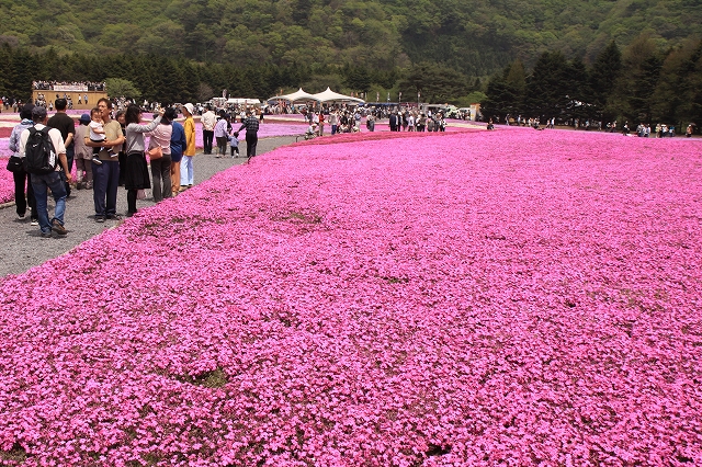 富士芝桜まつり-9
