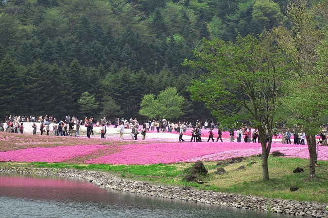 富士芝桜まつり-11