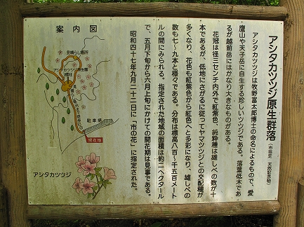 アシタカツツジ-3
